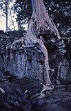 Preah Khan jungle eating temple